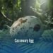 Cassowary Egg