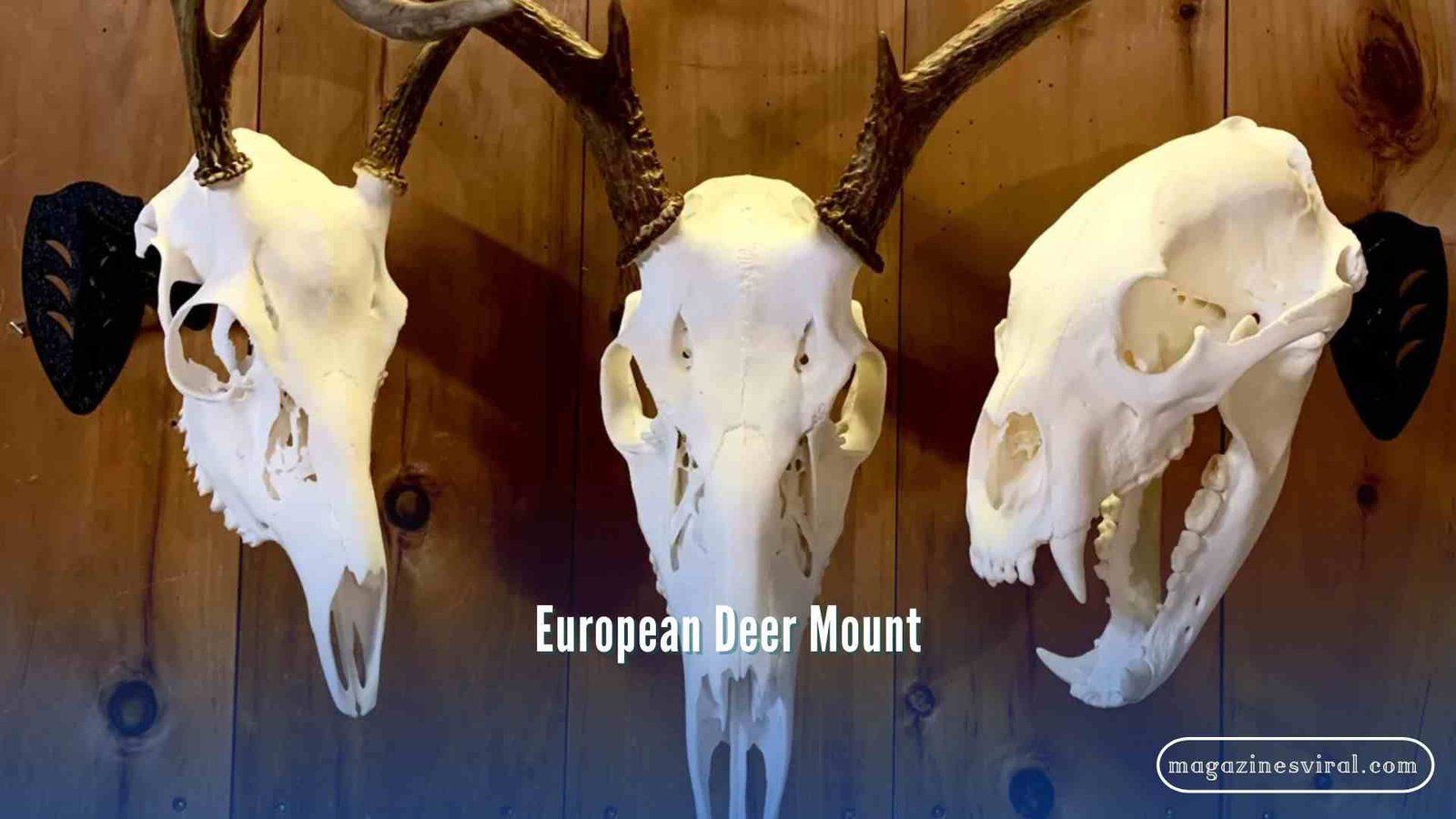 European Deer Mount