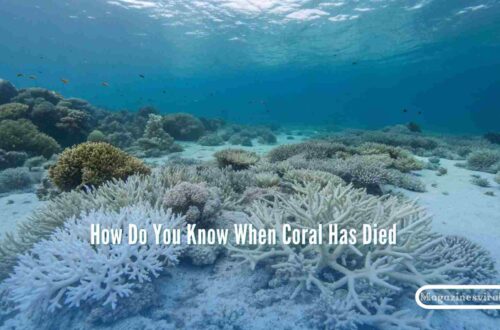 How Do You Know When Coral Has Died