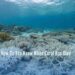 How Do You Know When Coral Has Died