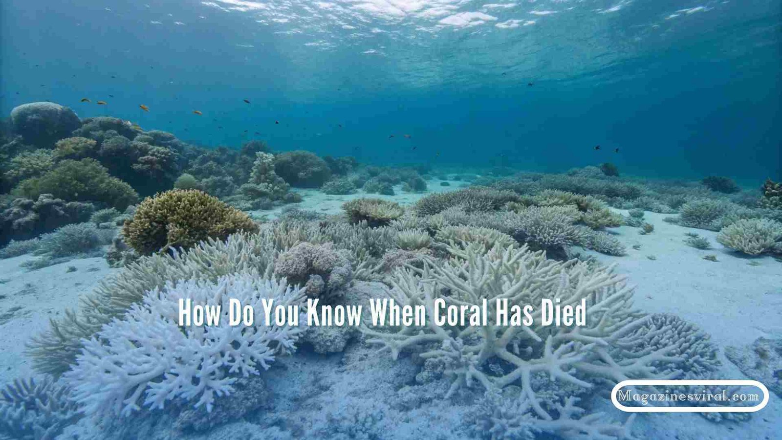 How Do You Know When Coral Has Died